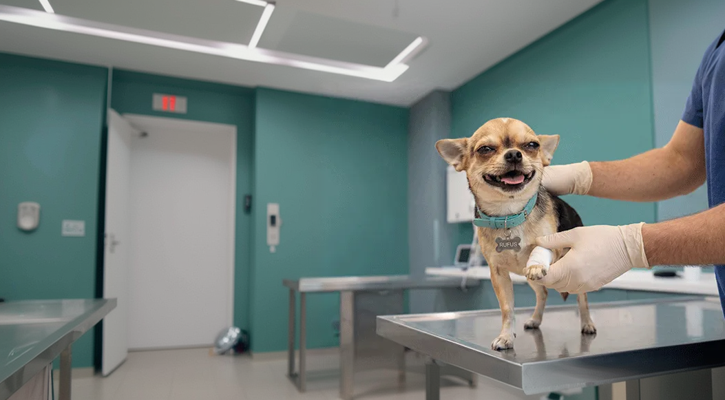 Perro siendo bañado que representa el cuidado y protección que brinda un seguro de mascotas